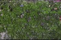 free photo texture of mossy 